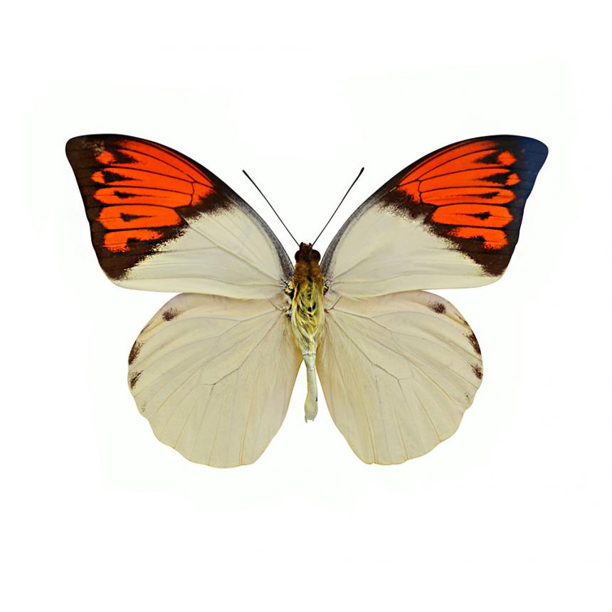 Πίνακας Πεταλούδα