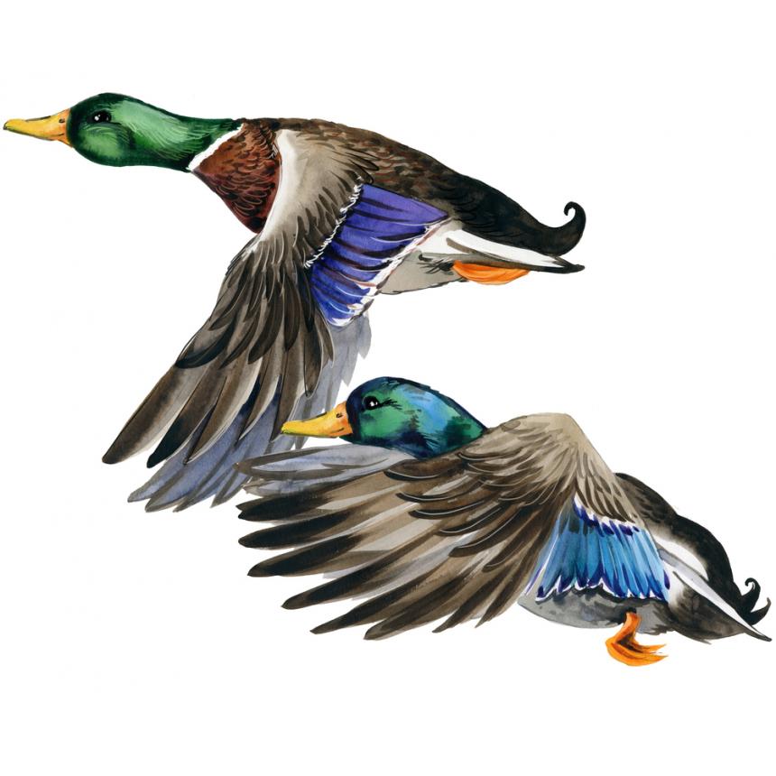 Πίνακας 2 πάπιες