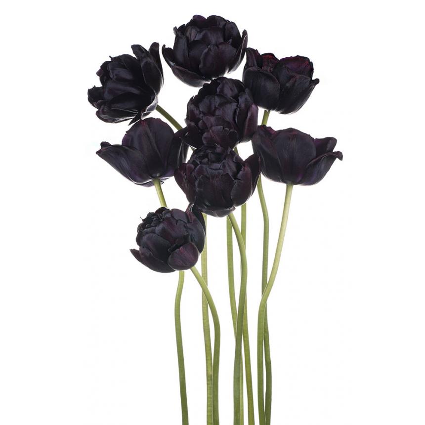 Πίνακας Μαύρες τουλίπες