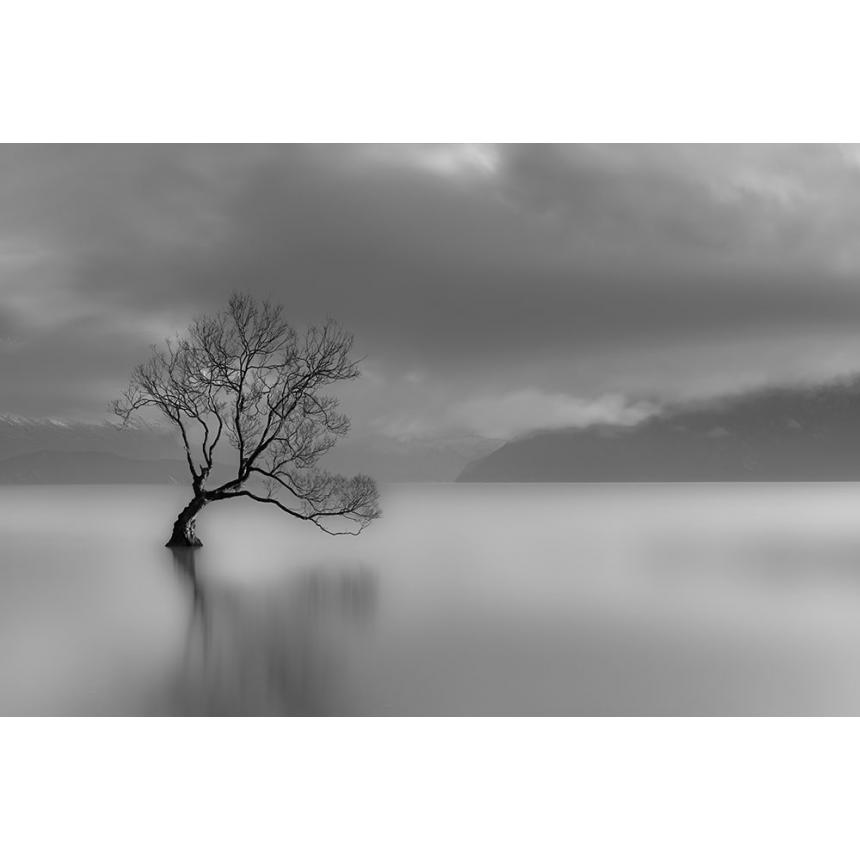 Πίνακας Δέντρο στη θάλασσα BW