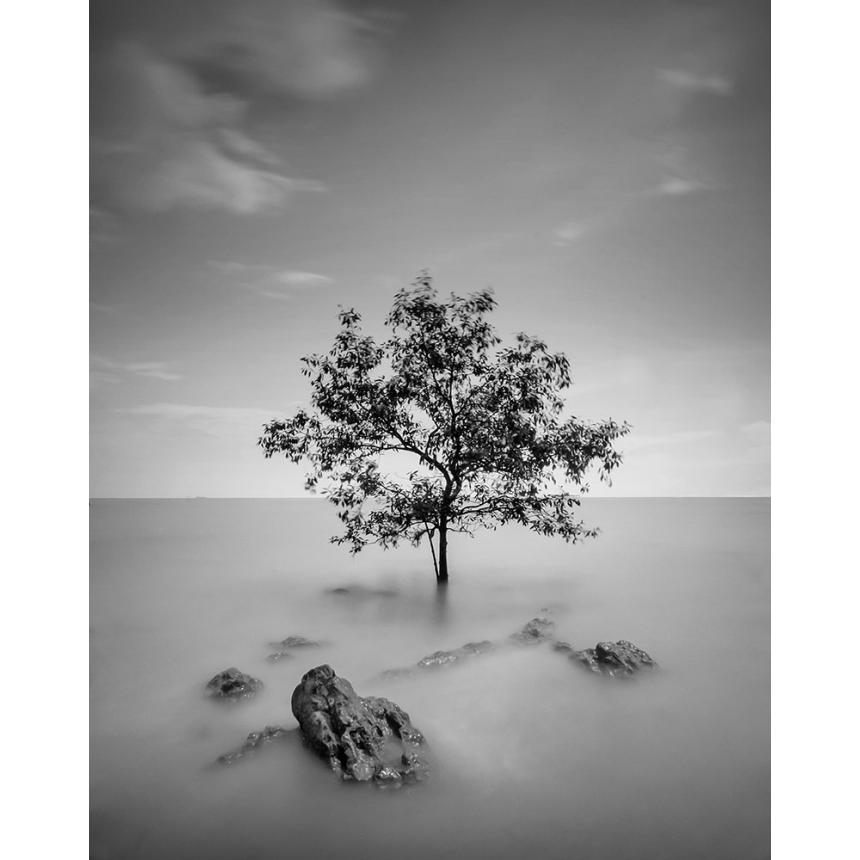 Πίνακας Ασπρόμαυρο Δέντρο BW