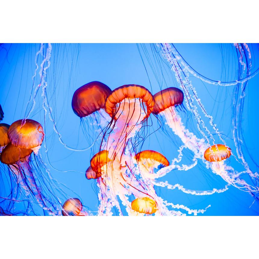 Πίνακας Μέδουσες