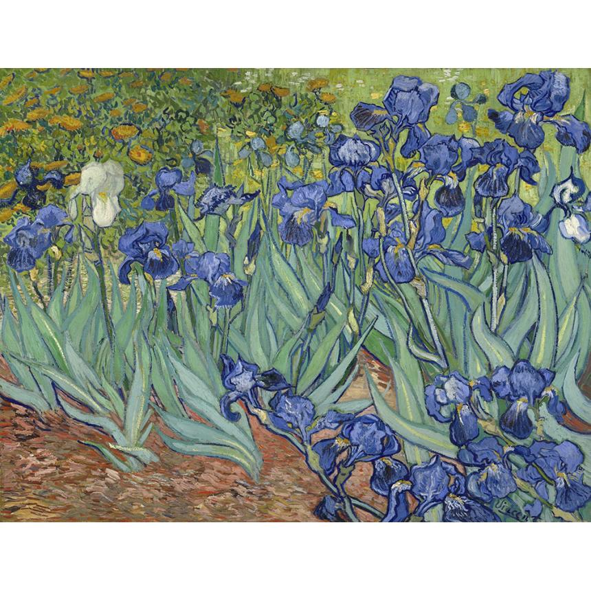 Πίνακας Vincent Van Gogh - Ίριδες