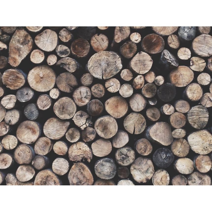 Πίνακας Κορμοί δέντρων