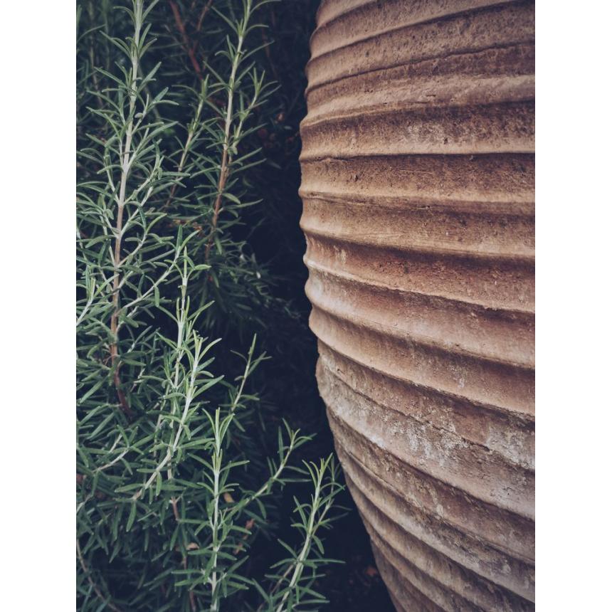 Πίνακας Πυθάρι με φυτό