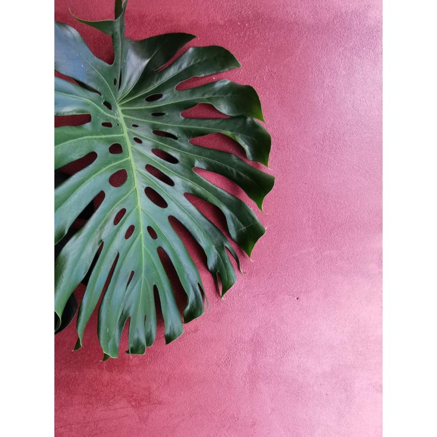 Πίνακας Πλατύφυλλο