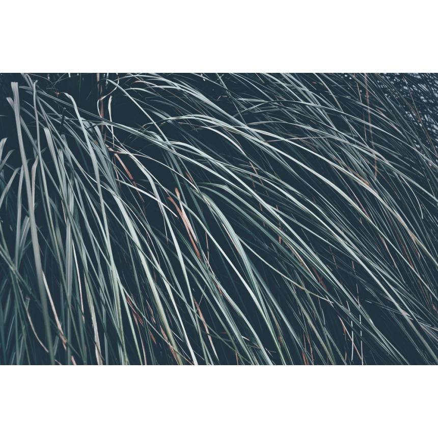 Πίνακας Φυτό