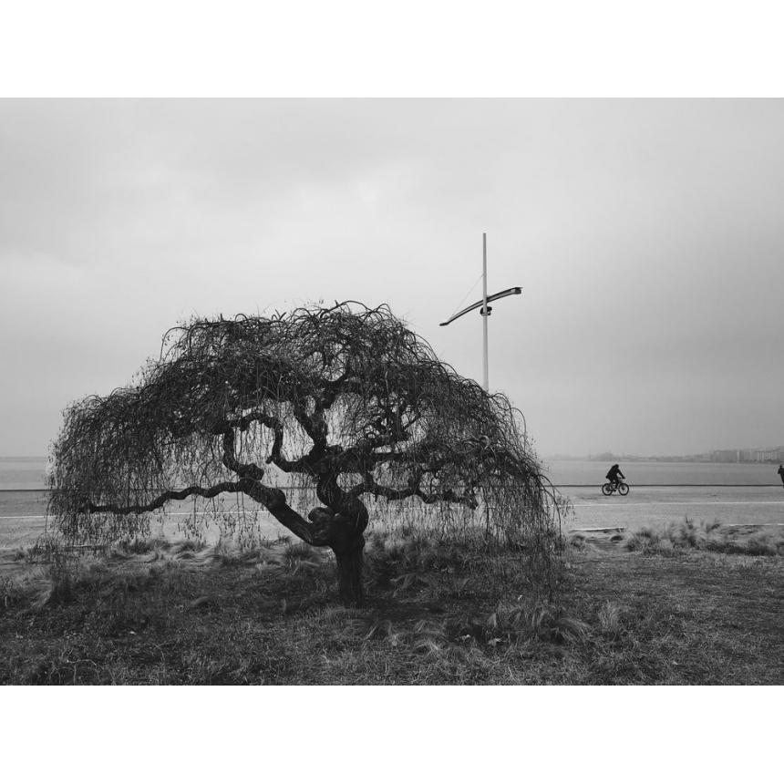 Πίνακας Τοπίο με ομίχλη BW