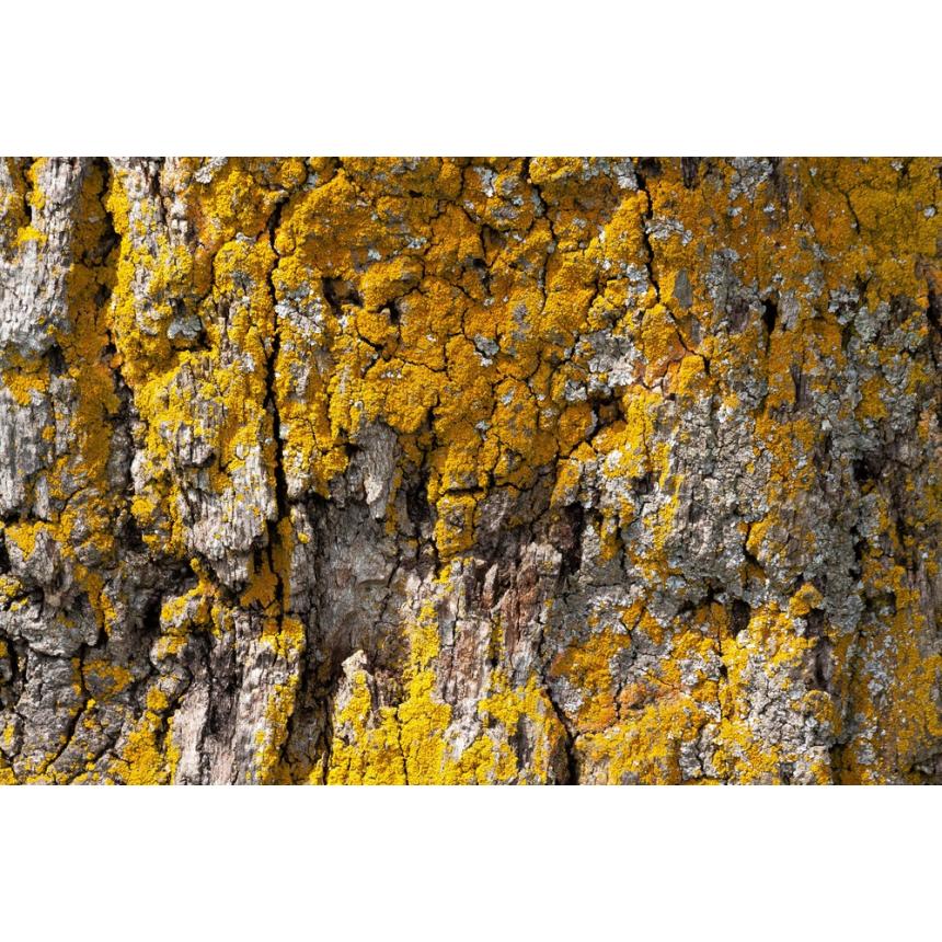 Πίνακας Κορμός δέντρου