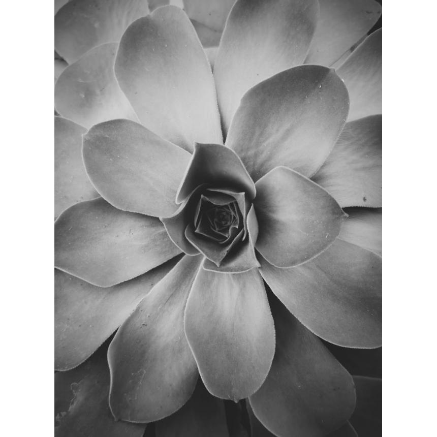 Πίνακας Παχύφυτο BW