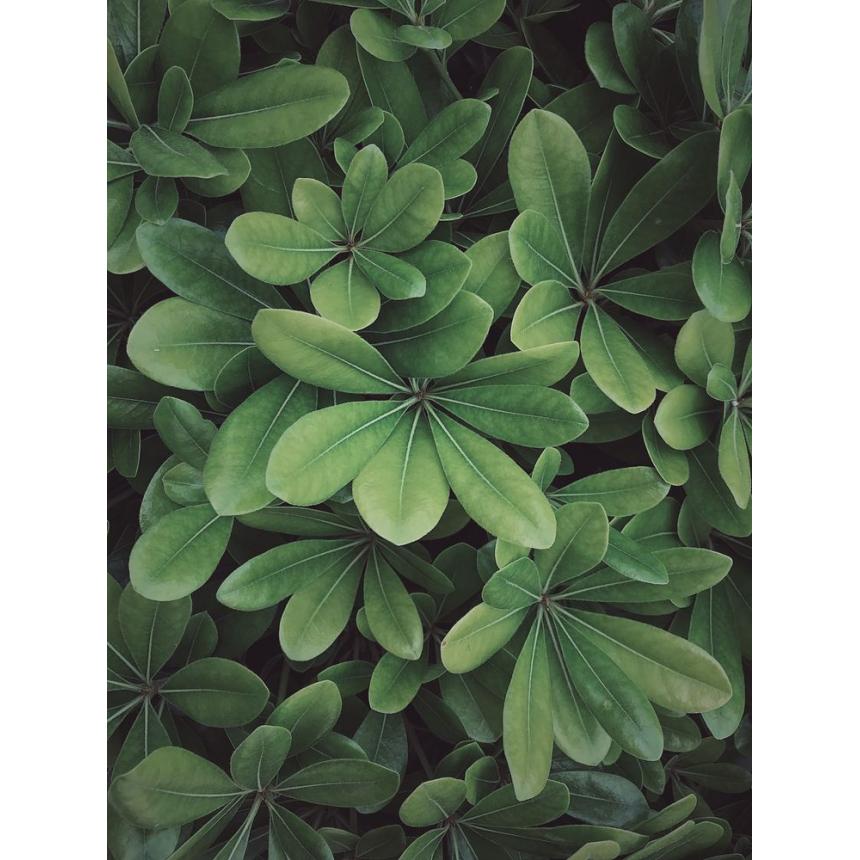 Πίνακας Παχύφυτο