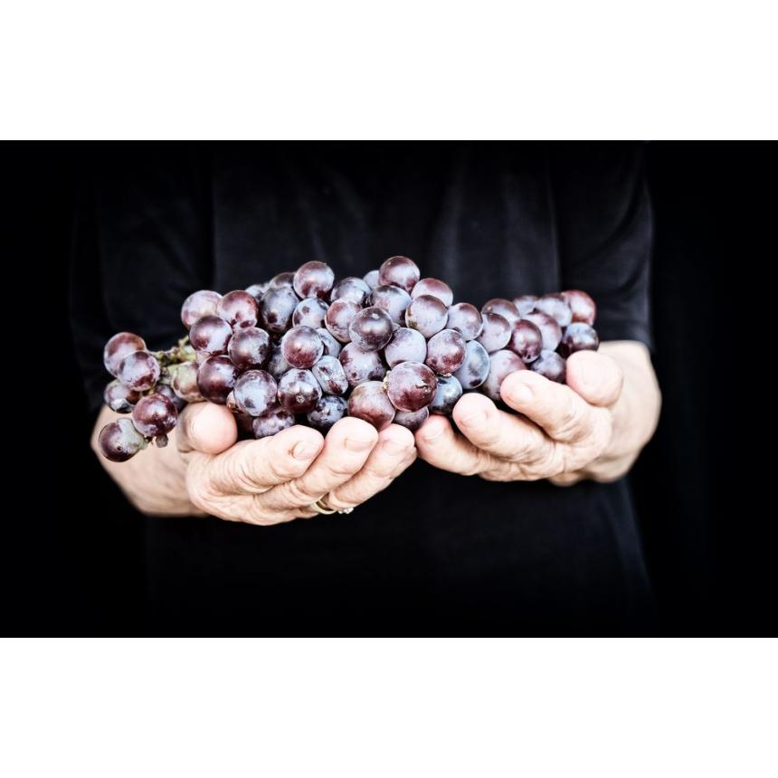 Πίνακας Σταφύλλια