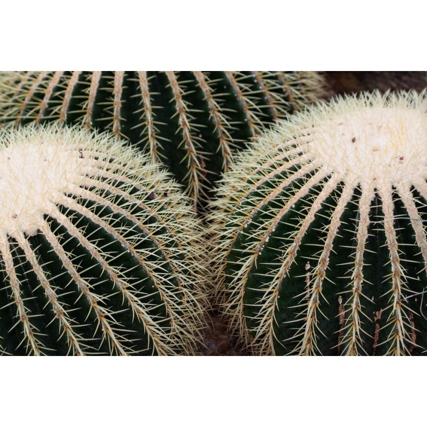 Πίνακας Μικροί κάκτοι