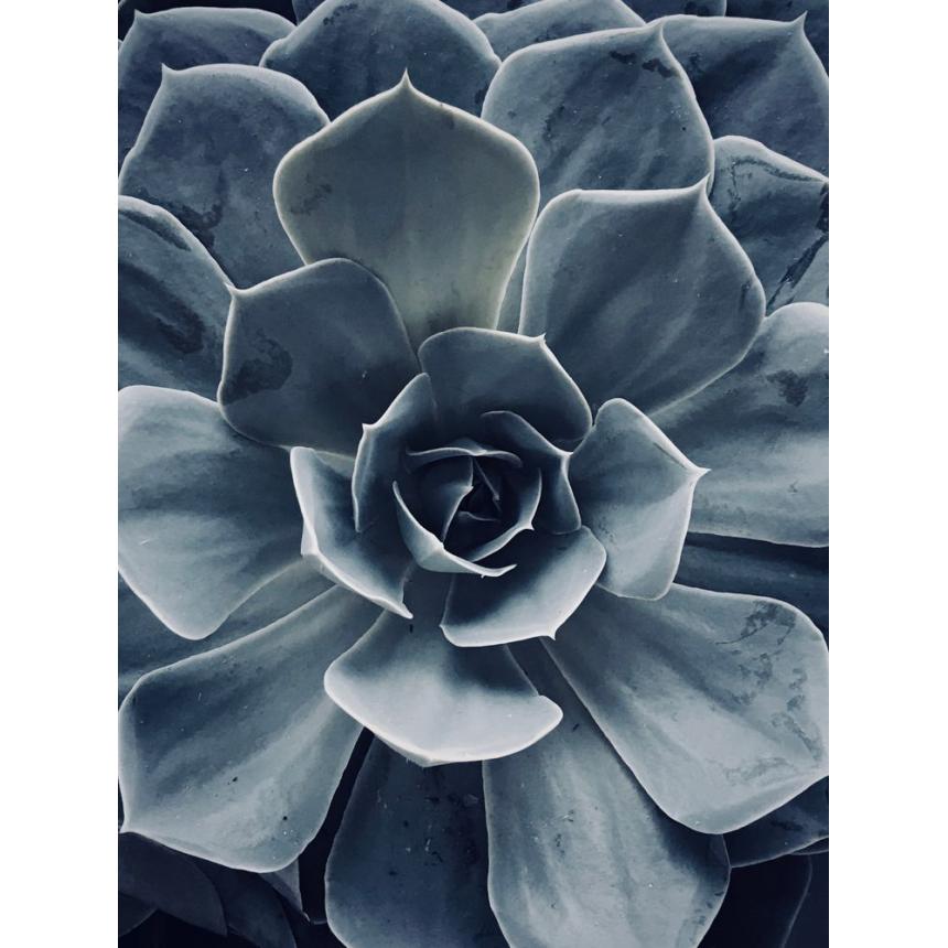 Πίνακας Παχύφυτο