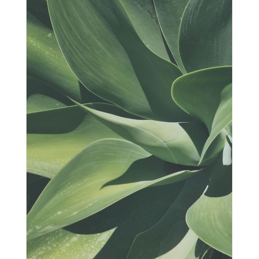 Πίνακας Παχύφυτο