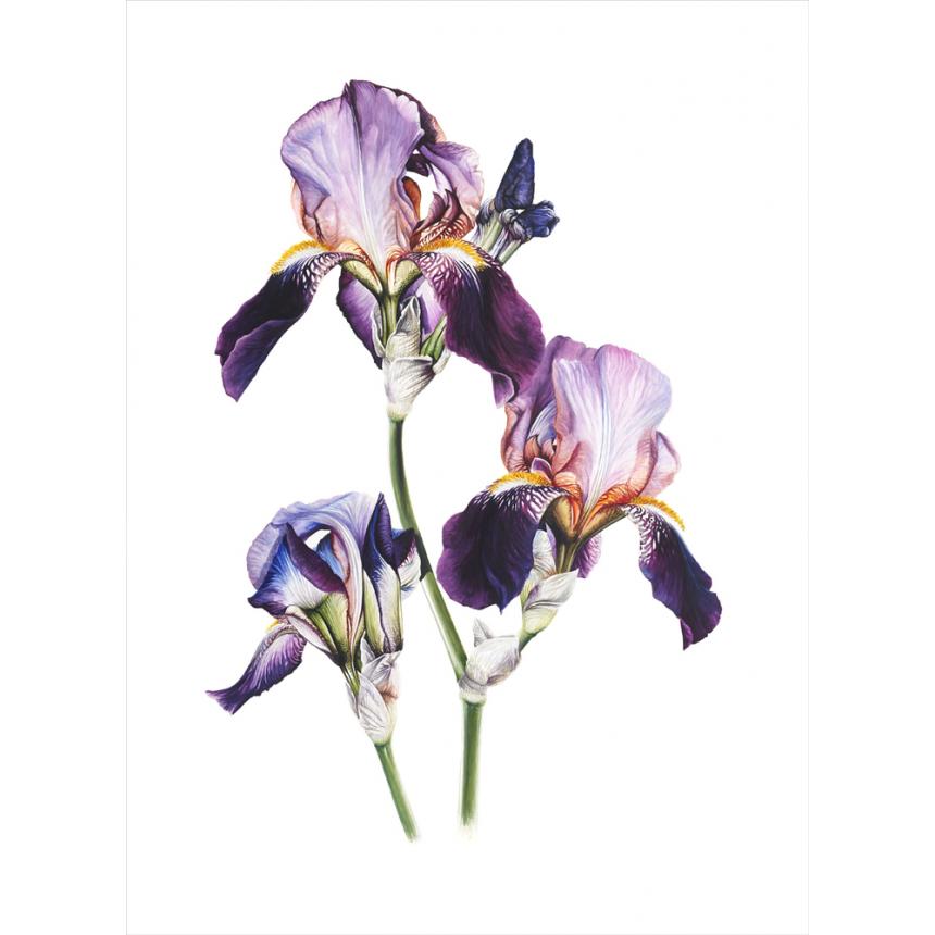 Πίνακας Ίριδες Ι