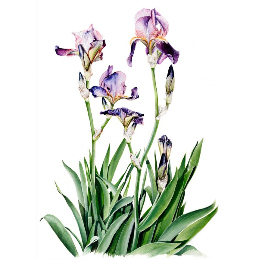 Πίνακας Μωβ Ίριδες