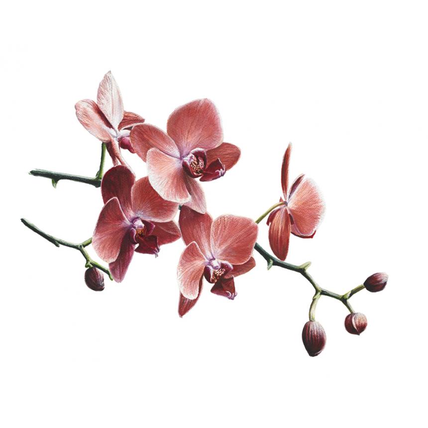 Πίνακας Κόκκινες Ορχιδέες