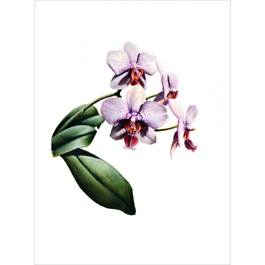 Πίνακας Ορχιδέα A