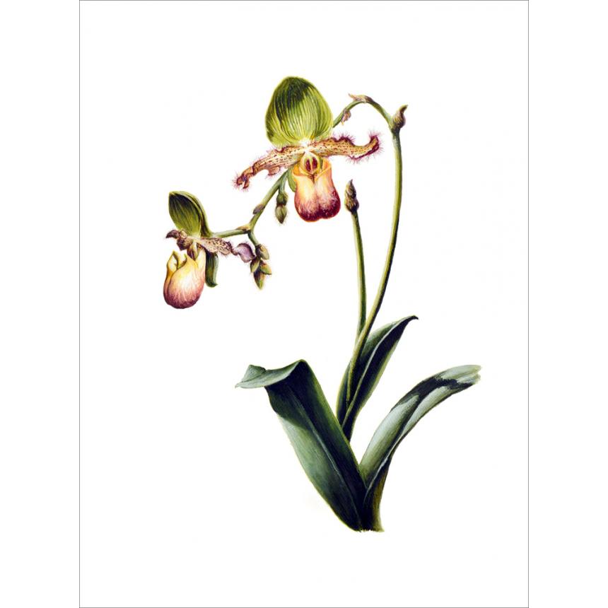 Πίνακας Ορχιδέα B
