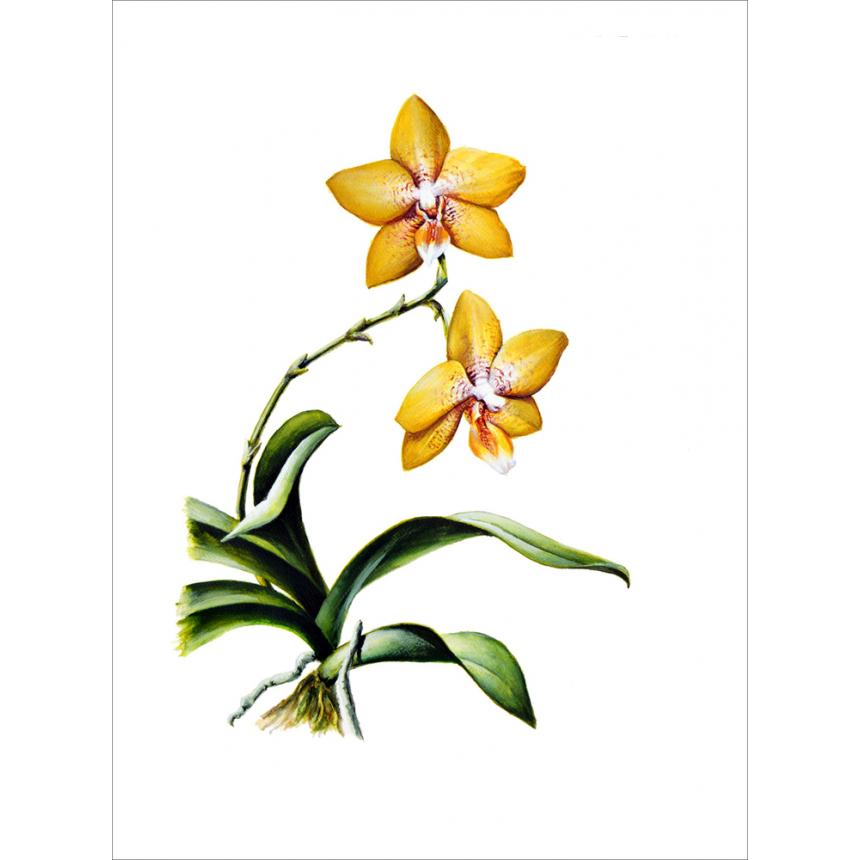 Πίνακας Ορχιδέα C