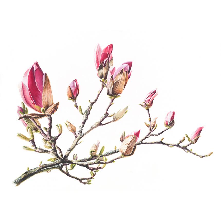 Πίνακας Μανόλιες I