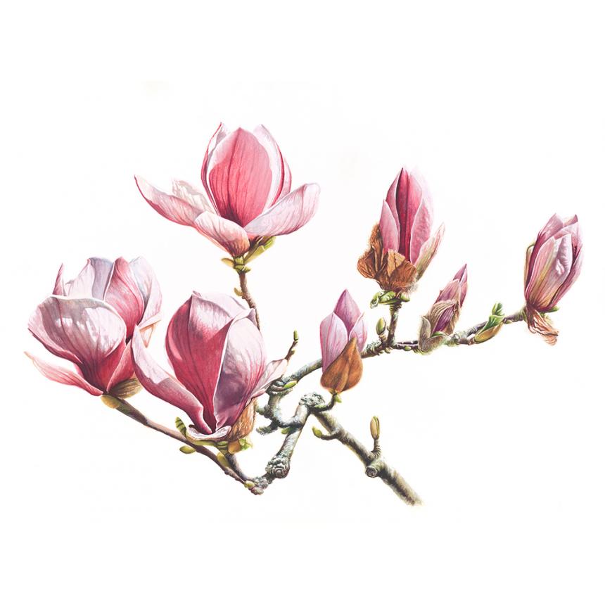 Πίνακας Μανόλιες II