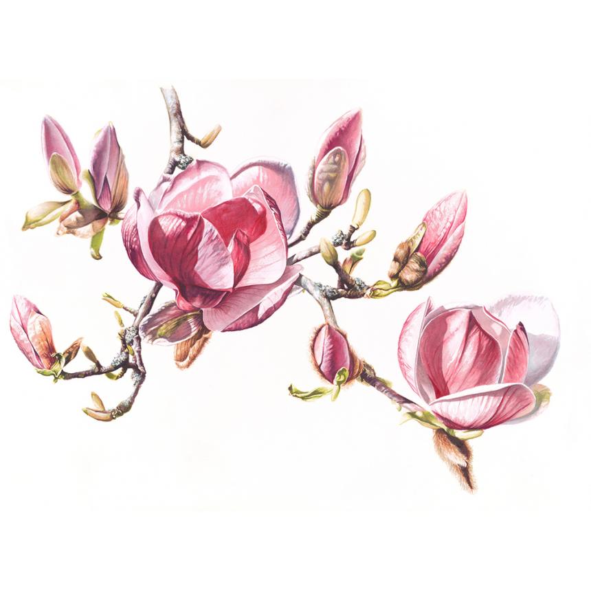 Πίνακας Μανόλιες III