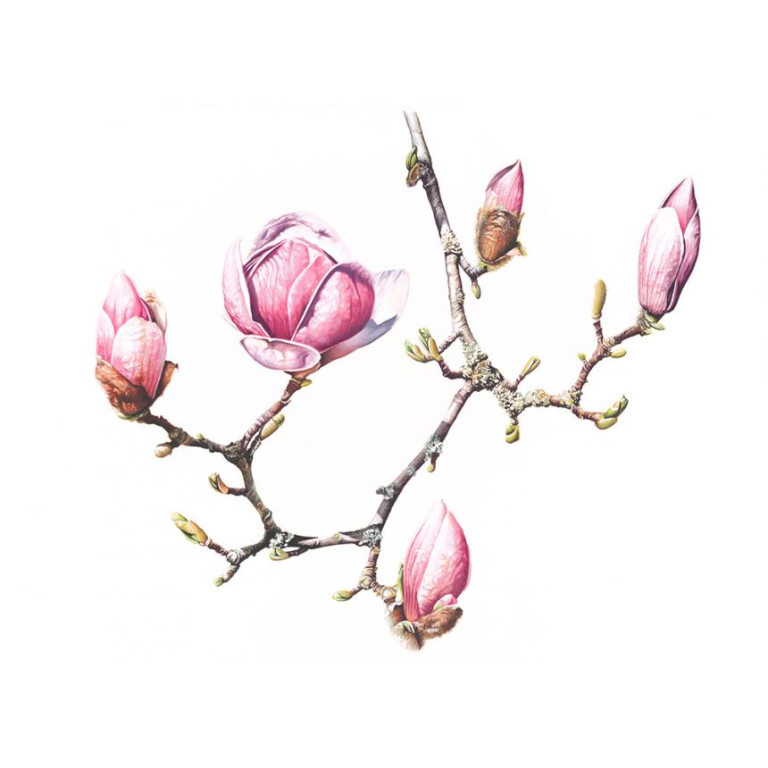 Πίνακας Μανόλιες V