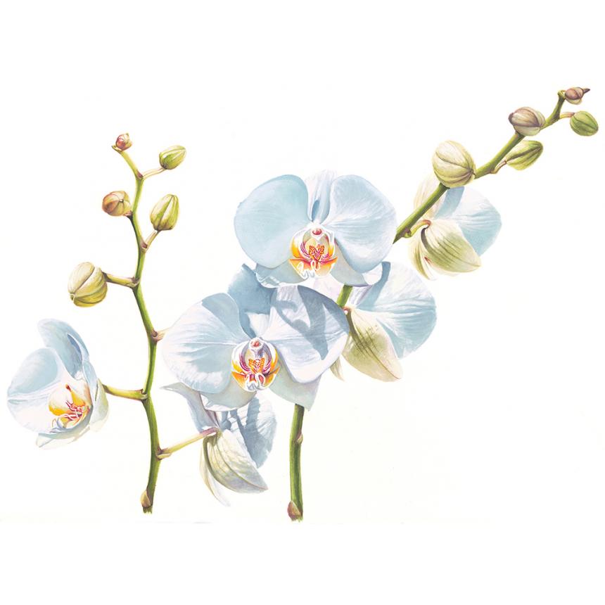 Πίνακας Ορχιδέες VII