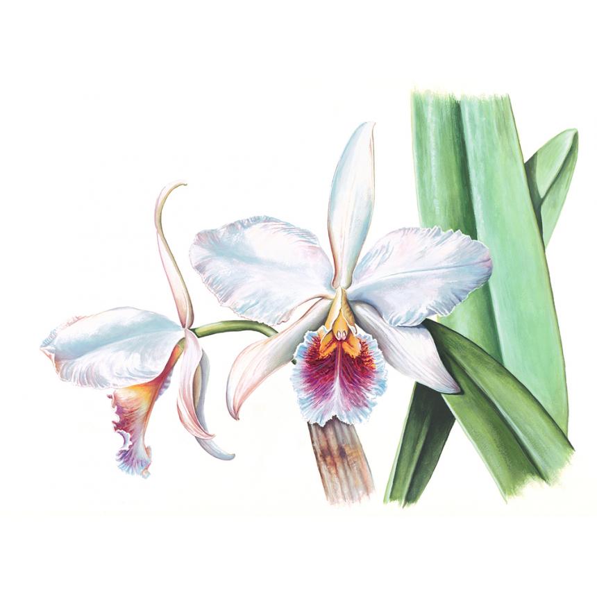 Πίνακας Ορχιδέες I