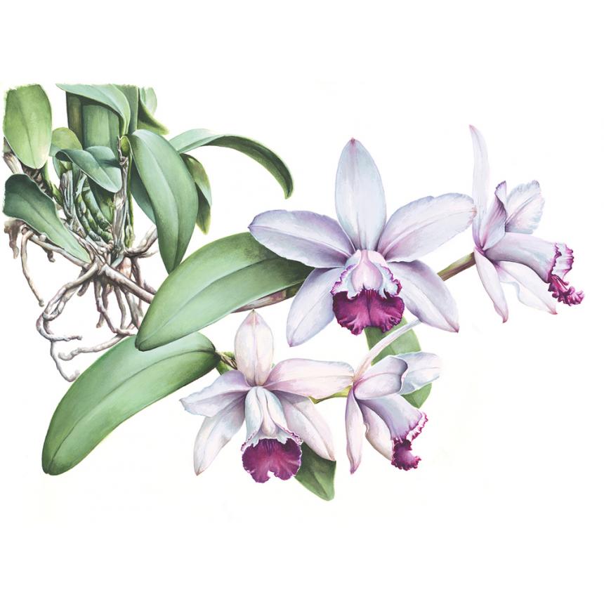 Πίνακας Ορχιδέες II