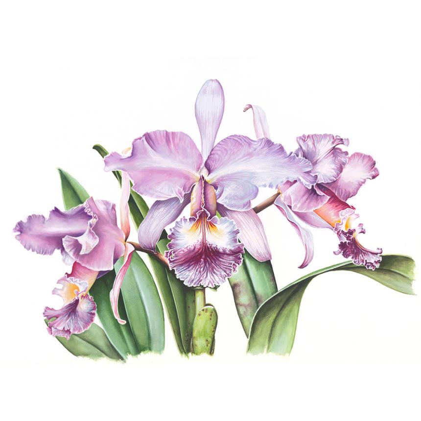 Πίνακας Ορχιδέες III