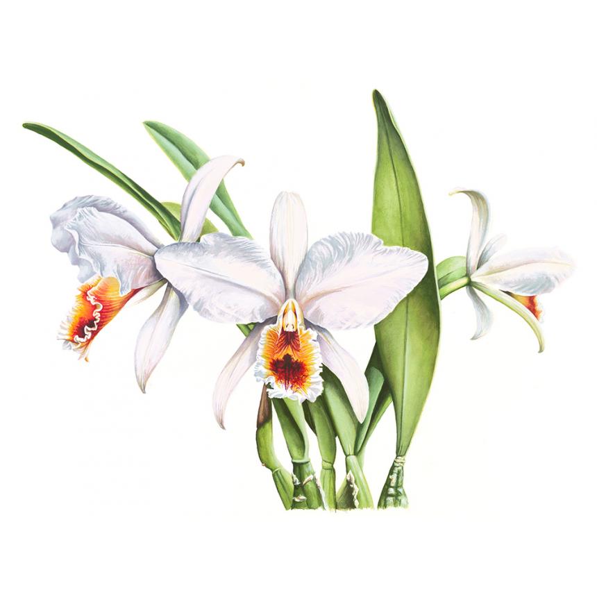 Πίνακας Oρχιδέες IV