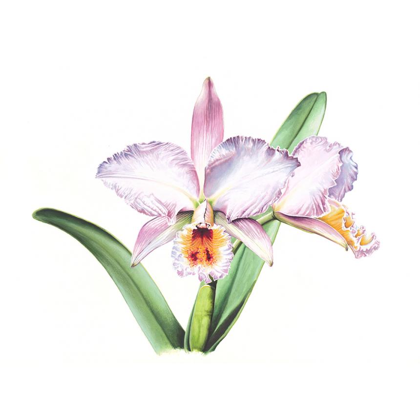 Πίνακας Ορχιδέες V