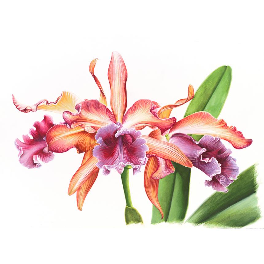 Πίνακας Oρχιδέες VΙ