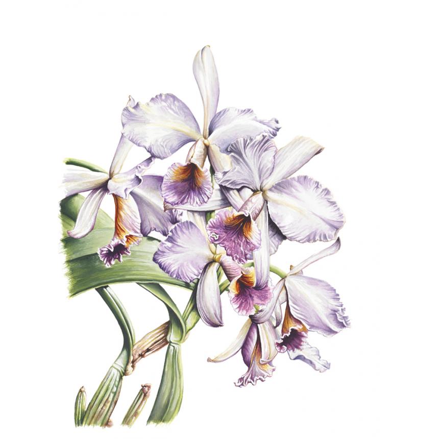 Πίνακας Ορχιδέες VIII