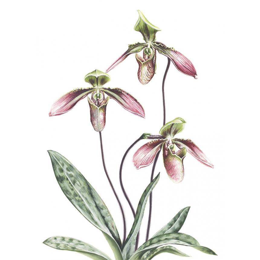 Πίνακας Ορχιδέες IX