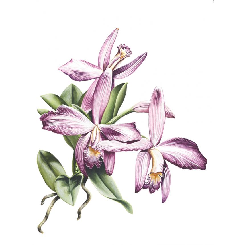 Πίνακας Ορχιδέες XIII