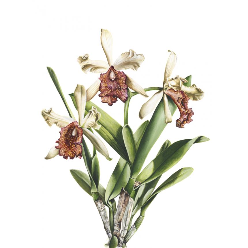 Πίνακας Ορχιδέες XV