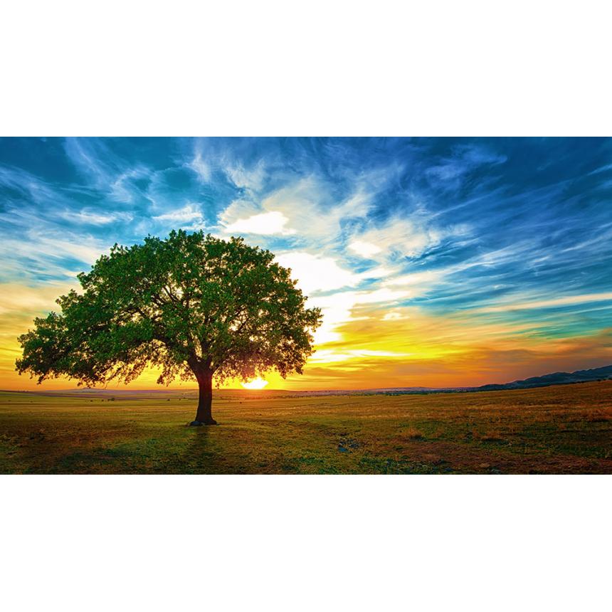 Πίνακας Δέντρο / Ηλιοβασίλεμα