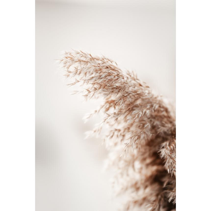 Πίνακας pampas