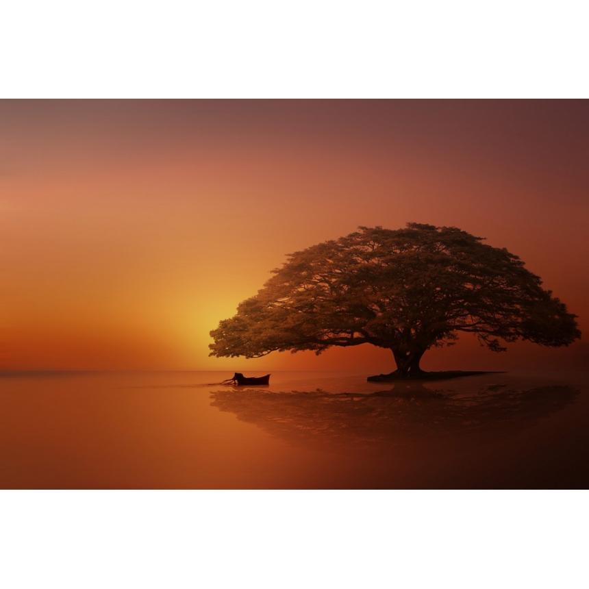 Πίνακας Ηλιοβασίλεμα με δέντρο στην θάλασσα