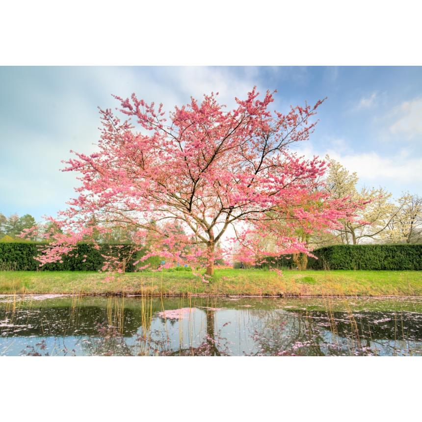 Πίνακας Δέντρο με ροζ άνθη