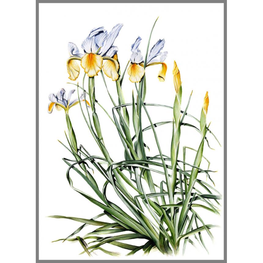 Πίνακας Κίτρινες Ίριδες Πίνακας Κίτρινες Ίριδες