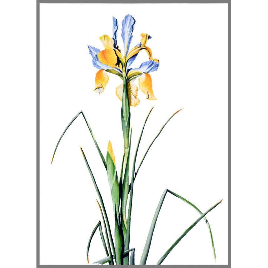 Πίνακας Κίτρινη Ίριδα II Πίνακας Κίτρινη Ίριδα II