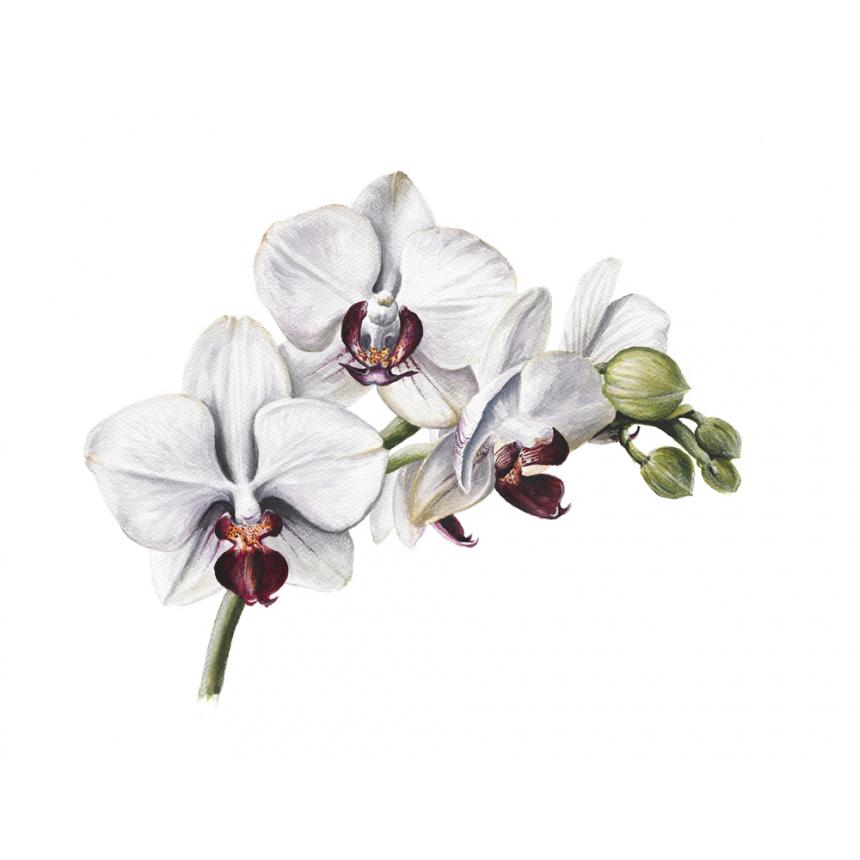 Πίνακας Λευκές Ορχιδέες Πίνακας Λευκές Ορχιδέες
