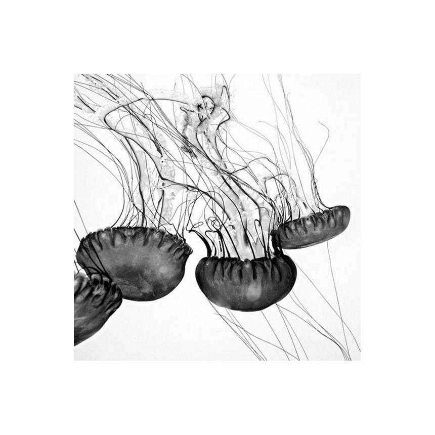 Πίνακας Μέδουσες BW